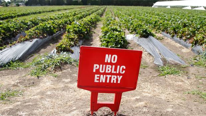 For the second year in a row, the pick-your-own berry experience has been closed by Windermere Berry Farm due to theft. (Photo / Stuart Munro)