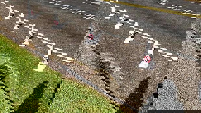 An East Auckland local is outraged after a person illegally put out cones to block access to public parking down her street yesterday. Photo / Supplied