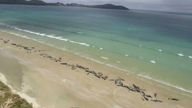 As many as 145 pilot whales have died after a mass stranding in Mason Bay on Stewart Island. Photo / Department of Conservation.