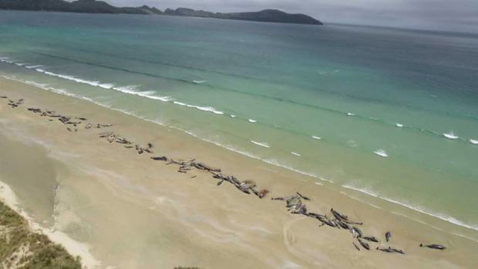 As many as 145 pilot whales have died after a mass stranding in Mason Bay on Stewart Island. Photo / Department of Conservation.