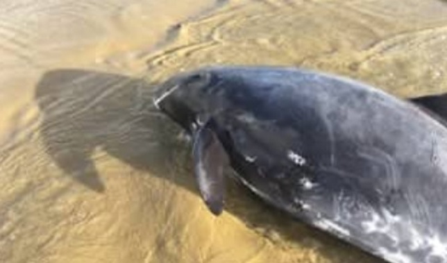Pygmy Whale. Photo / Facebook