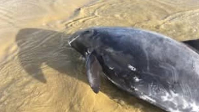 Irt was thought that six of the whales would be able to survive. (Photo / Facebook)