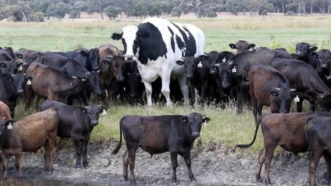 Knickers has earned himself a number of fans online, but are people taking the story at face value? (Photo / Supplied)