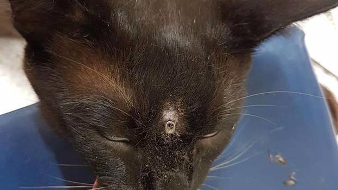 Burmese cat, Ash was shot with an air rifle in a residential area of Hastings last Tuesday. Photo / Supplied.