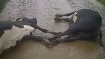 Four cows killed after lightning strike at Hamilton farm