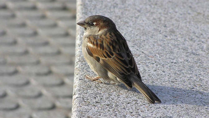 One woman was left distraught after a poisoned bird fell into the aisle. (Photo / SXC)