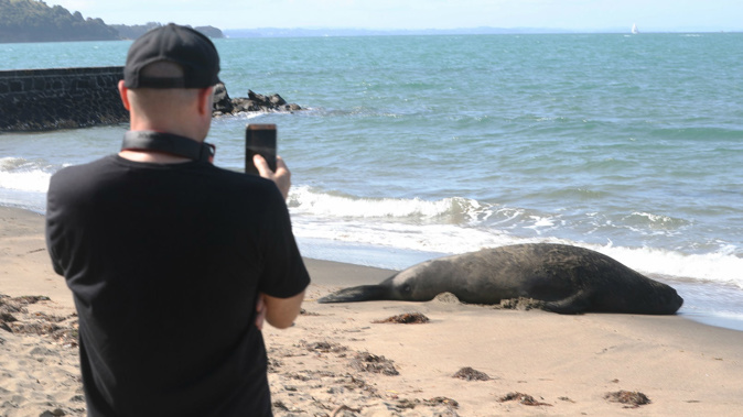 The large seal is a rare sight on Auckland's coast. (Photo / NZ Herald)