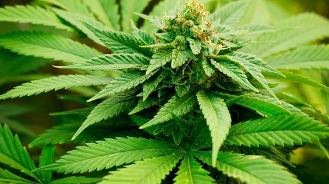 The bottom line for me is this, would legalisation improve the health, well-being and productivity of New Zealand? No, it would not.