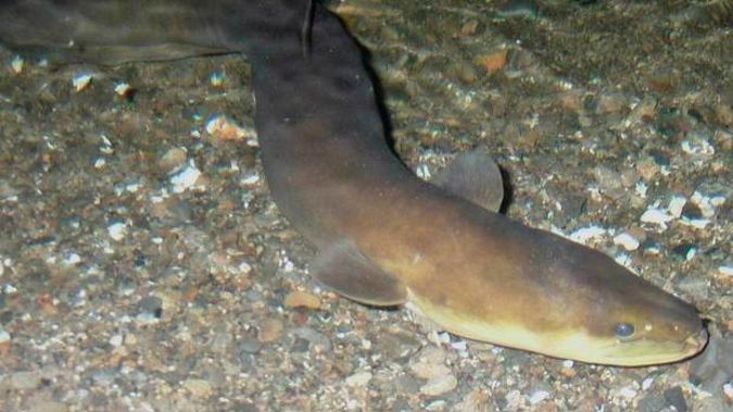 Nearly 2000 native eels were found dead along a 4km stretch of Belfast's Kaputone Creek, on the northern fringe of Christchurch, in April this year.