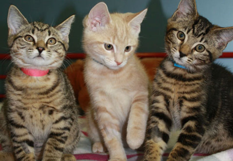 Cooking the Books: Can you afford your pet?