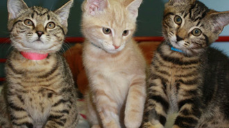 Cooking the Books: Can you afford your pet?