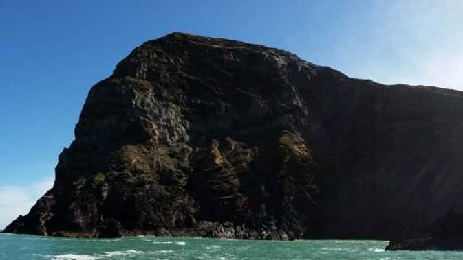 Six decapitated fur seals were found at Scenery Nook on the south side of Banks Peninsula on Monday.