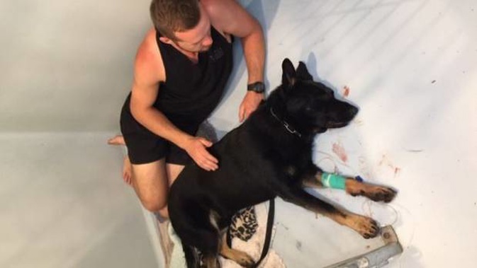 Constable Van Der Kwaak keeps 20-month-old Caesar company as he recovers from being stabbed twice in the head. Photo / NZ Police