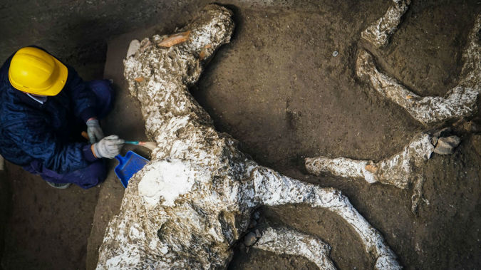 Several nearly intact horses were discovered by archaeologists. (Photo / AP)