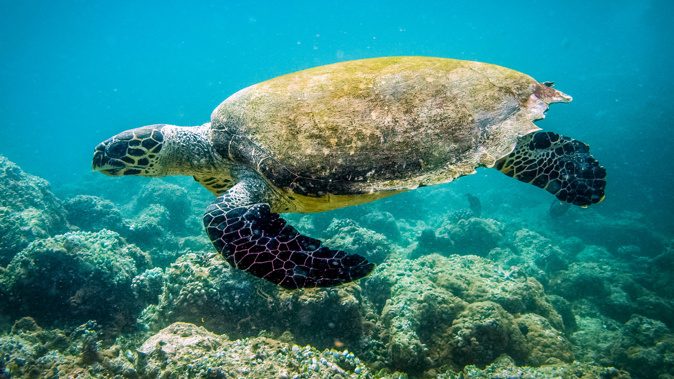 Turtle's genders are determined by temperature. (Photo / Getty)