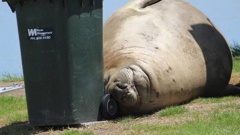 Momoa the elephant seal has attracted many onlookers. (Photo / Supplied)