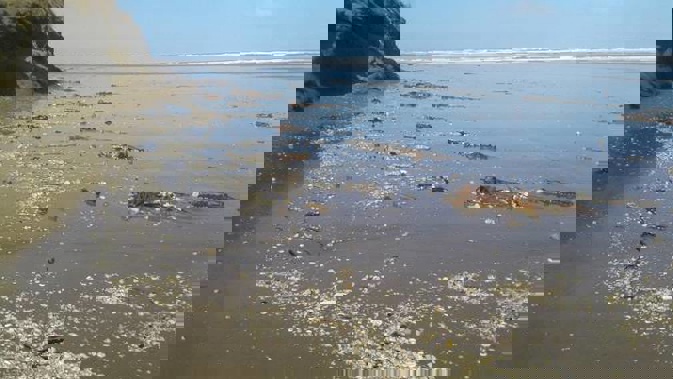 90 Mile Beach is strewn with rubbish in this picture, including small pieces of plastic. (Photo / Supplied)