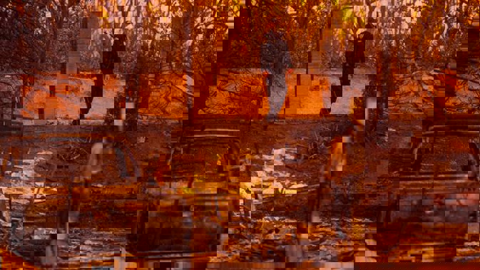 The Northern California wildfire of 2018 killed at least 85 people and destroyed thousands of buildings across the state. Photo / AP