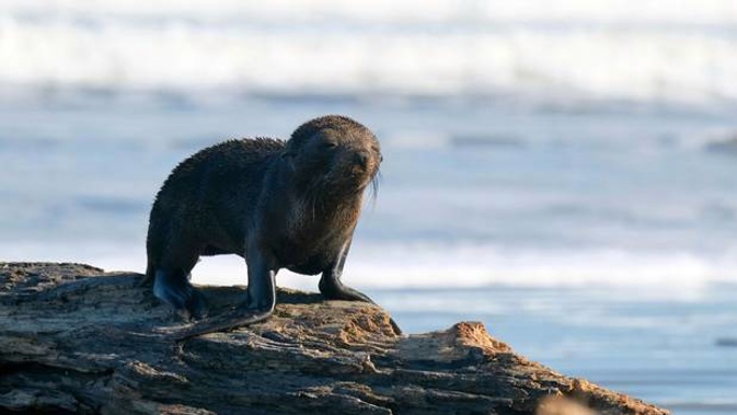 The six dead pup fur seals were found decapitated at Scenery Nook, south of Banks Peninsula, last month. Photo / File