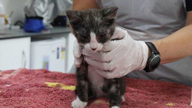 Shocking details have emerged after a kitten was cruelly thrown from a moving car while taped inside a shoe box in Christchurch on Wednesday. Photo / Supplied