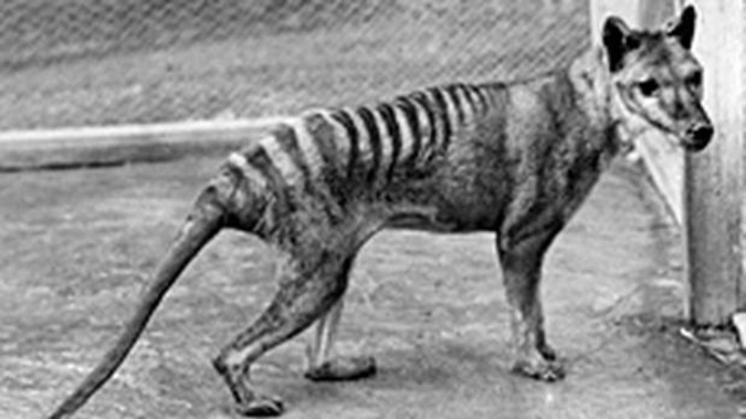 The thylacine, or Tasmanian tiger, was Australia's top land predator until the dingo arrived about 3500 years ago. Photo / Getty