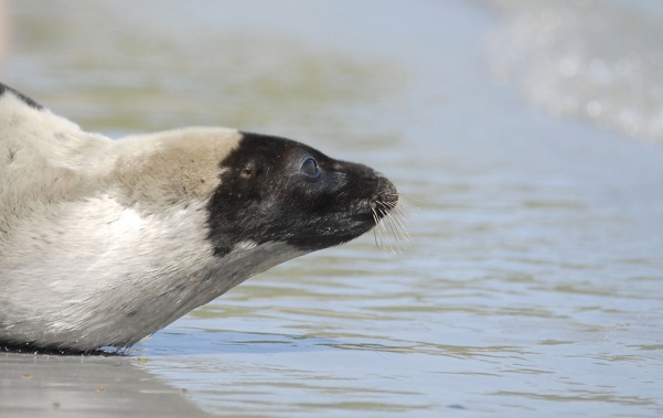 Harp seals lift adrift by the weather have turned up in Roddickton-Bide Arm. (Photo / Getty)