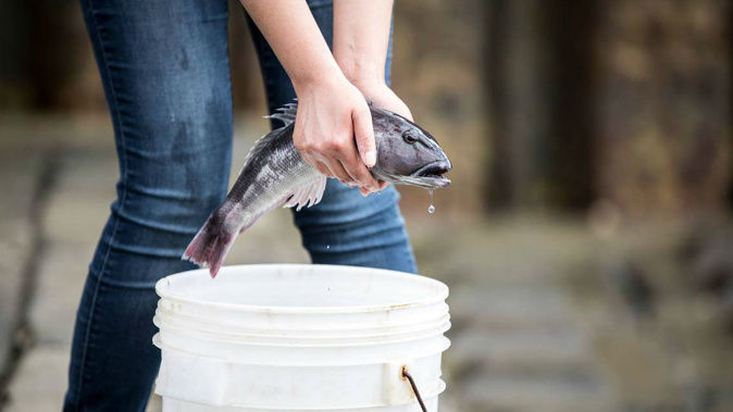 The practice of Buddhists release animals to the wild could have dangerous repercussions. (Photo / NZ Herald)