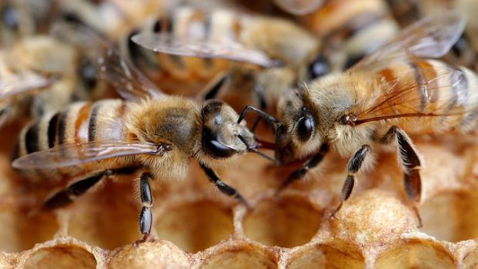 The thriving Manuka industry is causing Hawke's Bay honey bee populations to starve. Photo / Duncan Brown