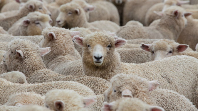 There are now only 5.6 sheep per person. (Photo / Getty)