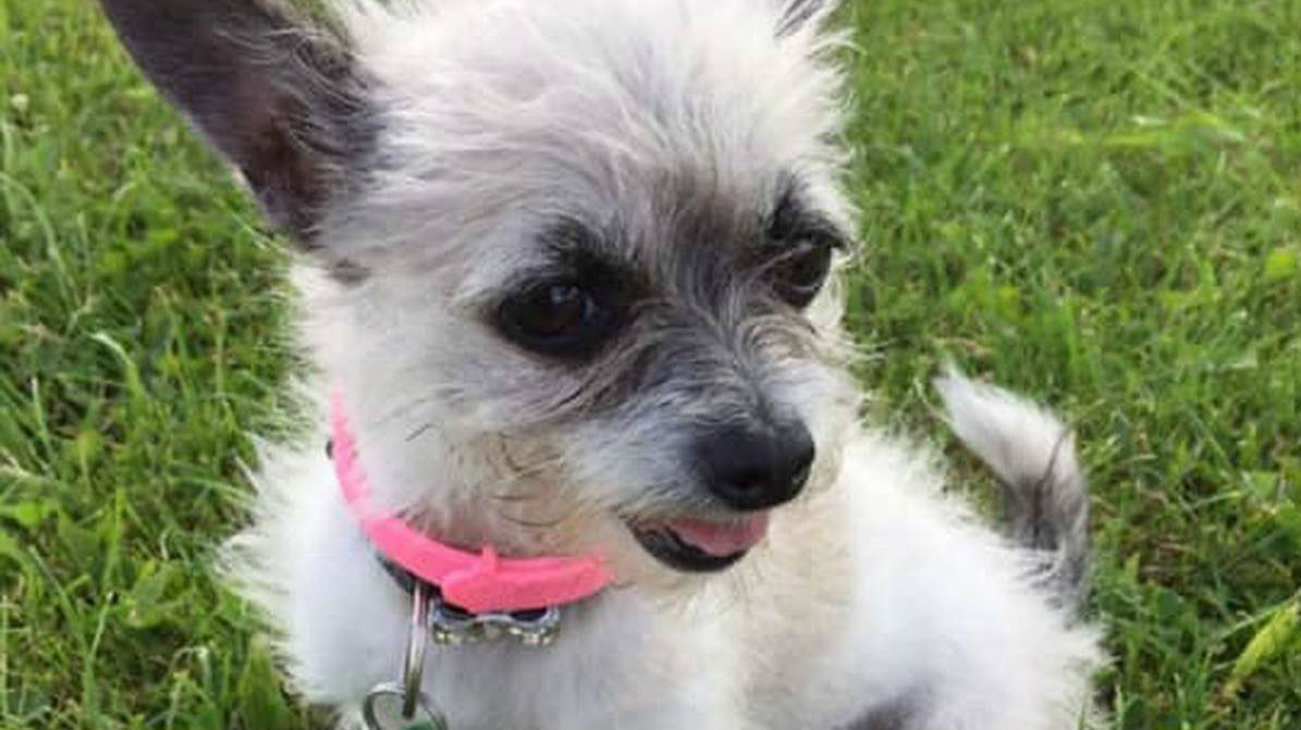 Jenny Li’s 5-year-old Chihuahua, Lucky, was stolen from Eden Heights Superette. (Video: Supplied)