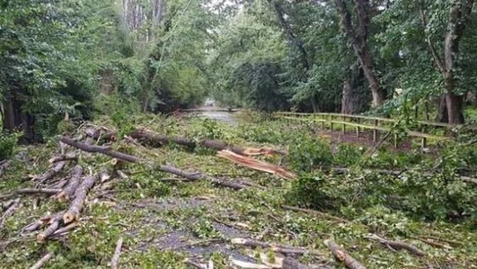 Trees down on Speargrass Flat Road, near Queenstown. (Photo / Matt Pitt)
