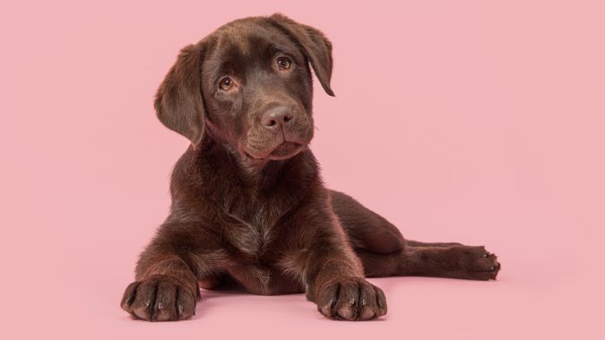 PETA will stand in the middle of the mall from 10am tomorrow under a banner that reads "If You Wouldn't Eat a Dog, Why Eat a Lamb? Go Vegan!" Photo / Getty Images