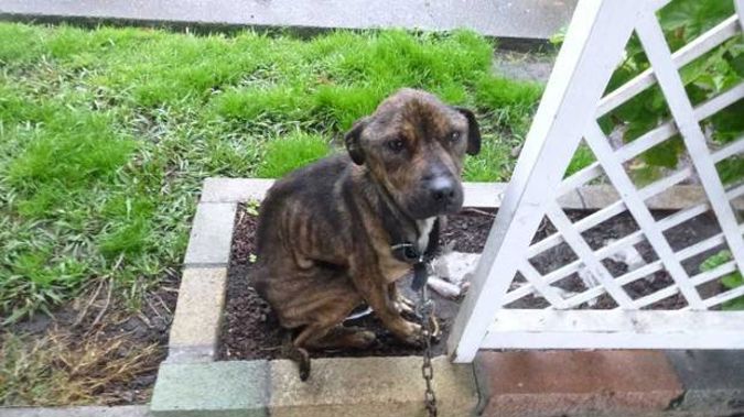 Tank (above) and Sass had both lost 40 per cent of their body weight when the SPCA found them. Photo / Supplied