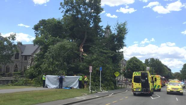 There were more reports of trees being knocked down by the strong winds in Christchurch overnight.