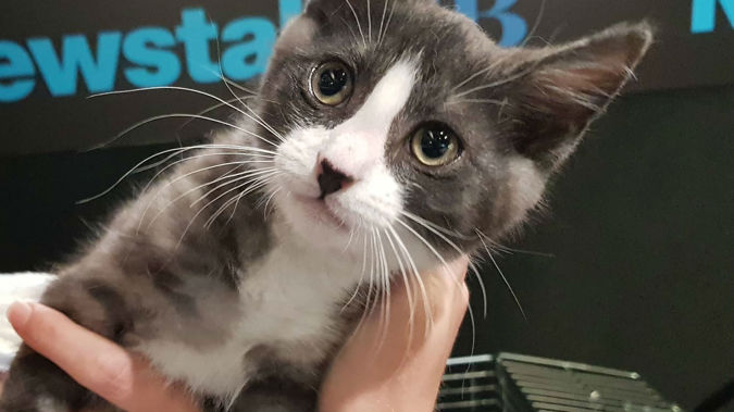 Brighton was rescued after being thrown from a car window. (Photo / Chris Lynch)