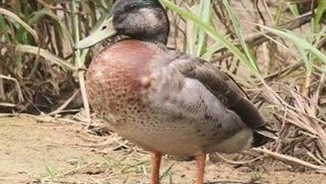 The duck was named Trevor, after our own 'mallard' the Speaker of the House. (Photo / Supplied)