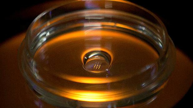 A microplate containing embryos that have been injected with Cas9 protein and PCSK9 sgRNA is seen in a laboratory in Shenzhen in southern China's Guangdong province. (Photo / AP)