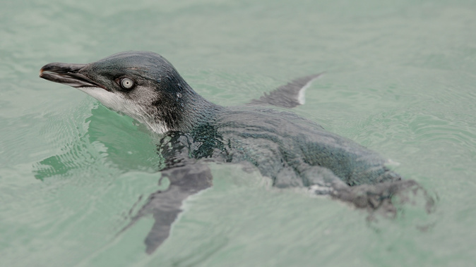 It was earlier believed to be a little blue penguin. (Photo / Getty)