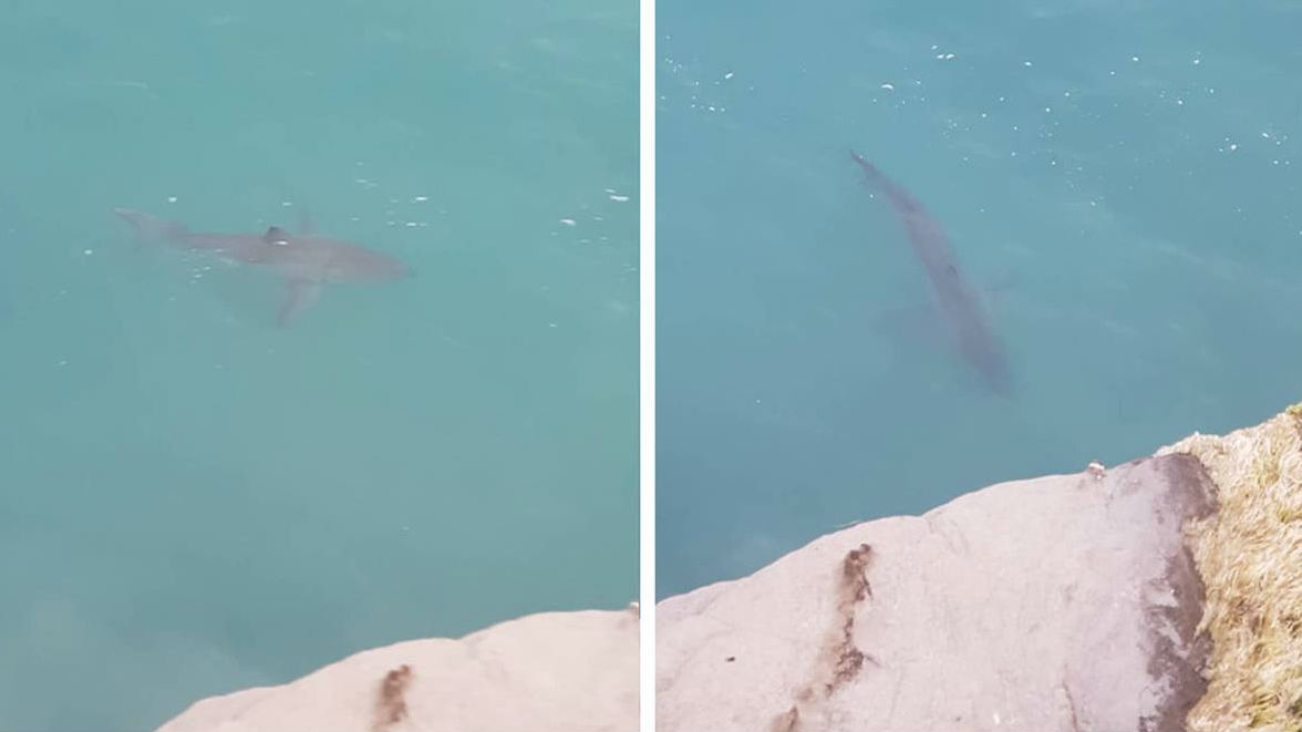 This great white shark was caught on camera by two fishermen in Taranaki as it went for their bag of burley. (Video: Supplied by Steven Bryan)