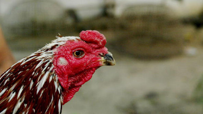 A vicious chicken prevented one meter reader from doing his job. (Photo / Getty)