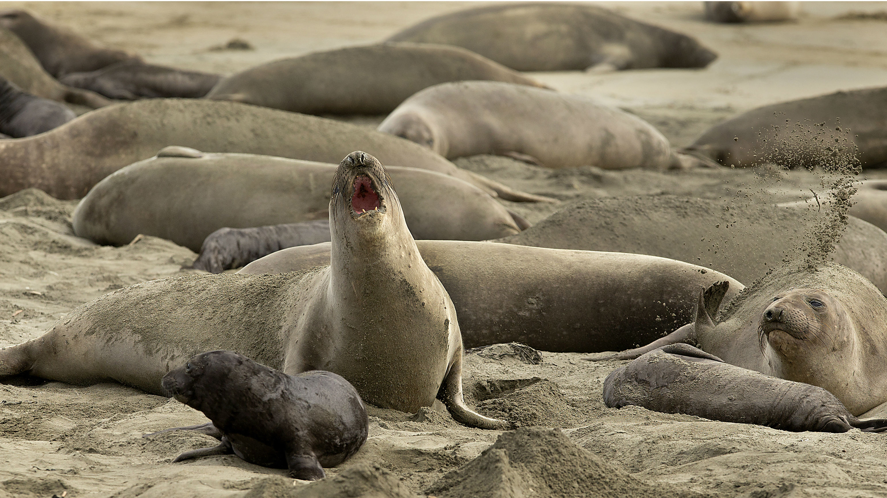 The seals are here to stay, and there's nothing the rangers can do to move them. (Photo / AP) 