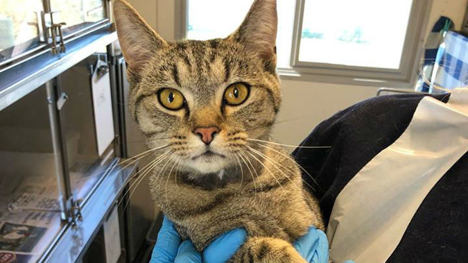 Thomas the cat thankfully survived the encounter. (Photo / SPCA Facebook)