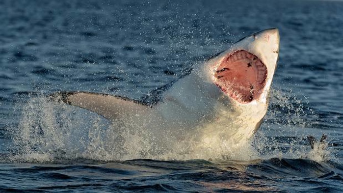 A Great White shark, similar to this, was seen jumping about a metre out of the water while chasing kingfish at Houhora Wharf in the Far North. Photo / File