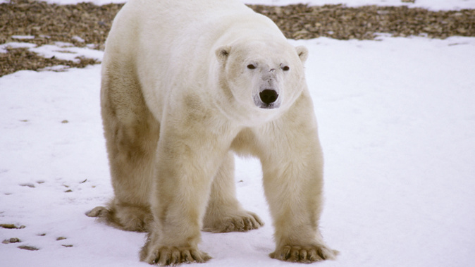 Climate change is being blamed for the appearance of the 52 bears. (Photo / Getty)