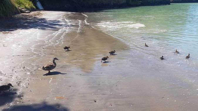 Governors Bay near Lyttleton yesterday afternoon - where strange tides prompted a call to tsunami experts. (Photo / Rosie Belton)