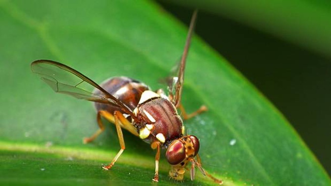 A fie photo of a Queensland fruit fly. (Photo / Ministry for Primary Industries)