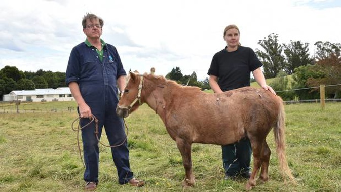 Otago Equine Hospital vets Peter Gillespie and Stephanie Bransgrove reflect on the marathon stitching operation. Photo / Otago Daily Times