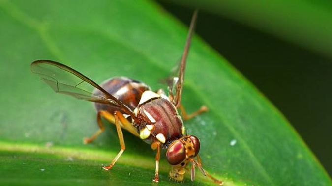 It is the third fruit fly found in Auckland in recent days.