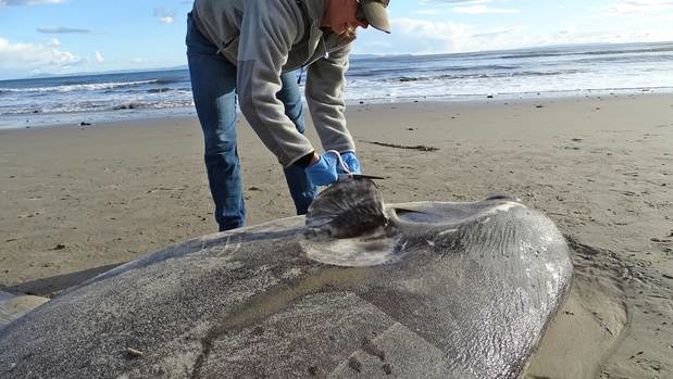 Jessica Nielsen, a conservation specialist, examines a beached hoodwinker sunfish at at Coal Oil Point Reserve in Santa Barbara, California. Photo / AP