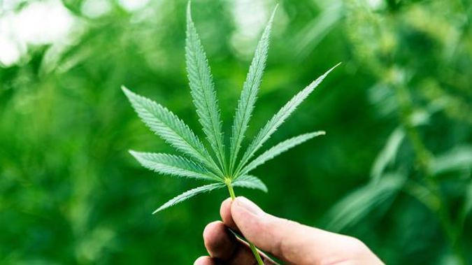 The Drug Foundation says it would make sense. (Photo / File)